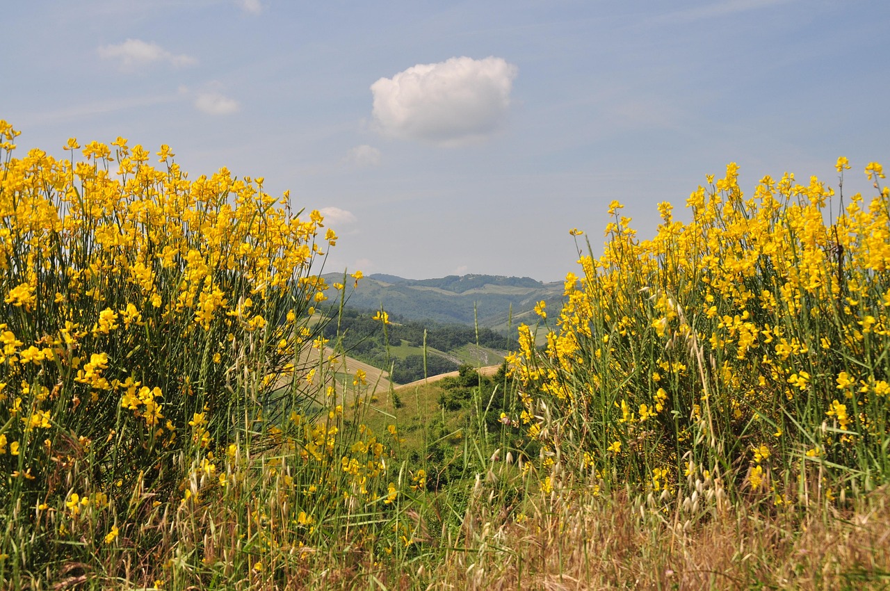 Fiori di campo colorati che sbocciano in un pittoresco paesino toscano in primavera.