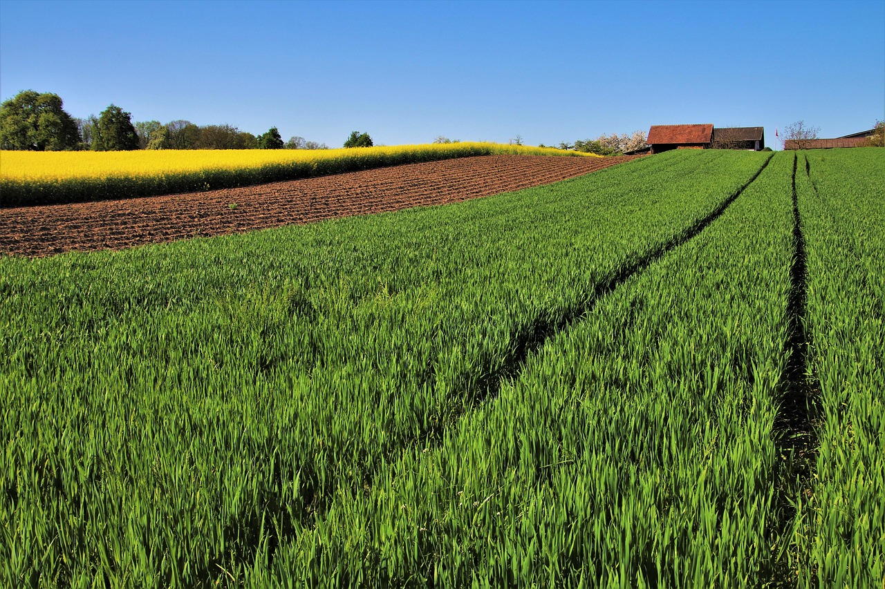 Terreno agricolo incolto con erba alta, simbolo di opportunità di guadagno e riutilizzo.